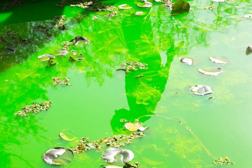 《生命》·融入自然的艺术展览丨Olafur Eliasson-53