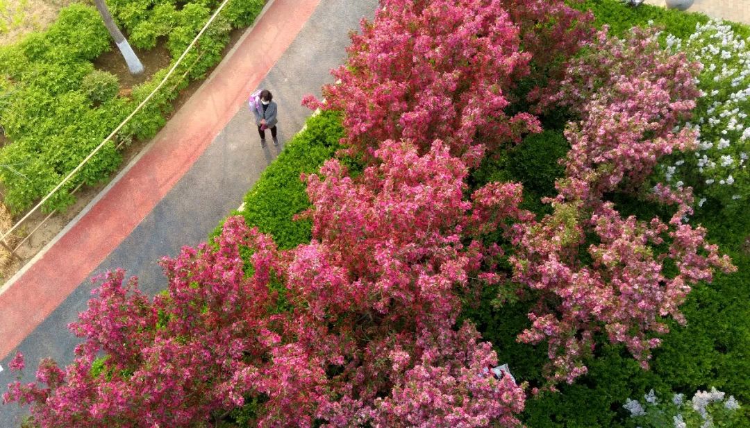 经开区9号绿地景观提升项目(海棠公园)丨中国北京丨北林地景-0