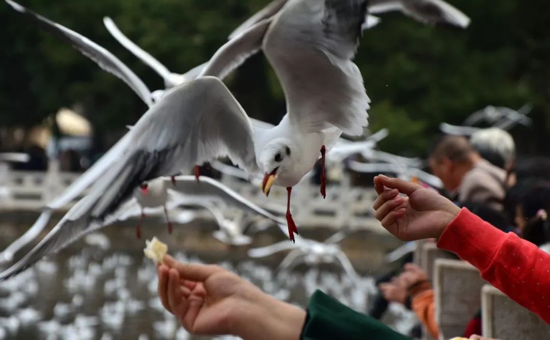 西安-- 甘肃-- 青海-- 西藏-- 云南环游之旅 | 诗和远方的田野-192