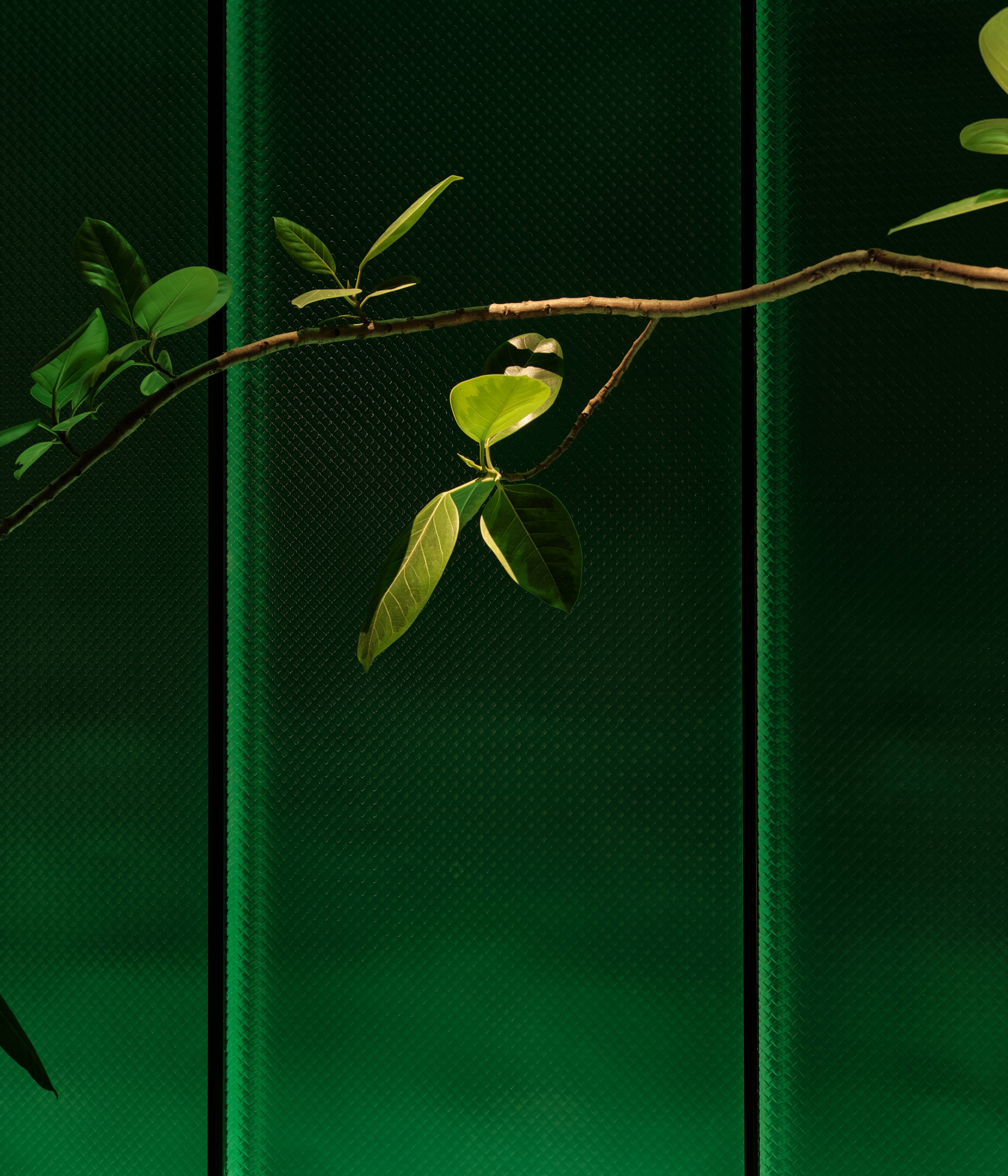 绒春·金陵茶宴丨中国南京-8