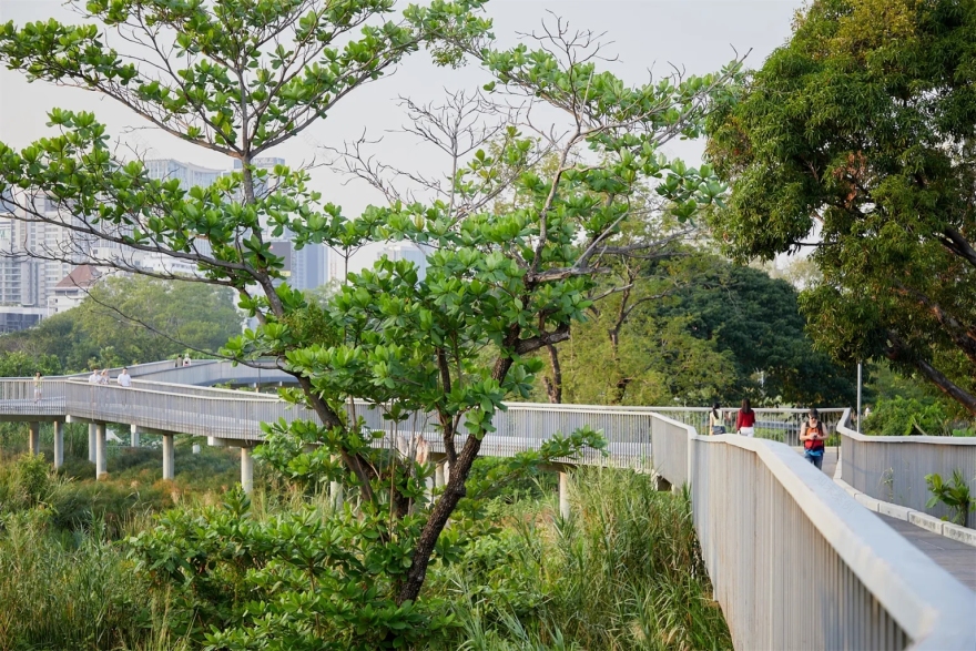 曼谷班加科特森林公园丨泰国曼谷丨土人景观-19