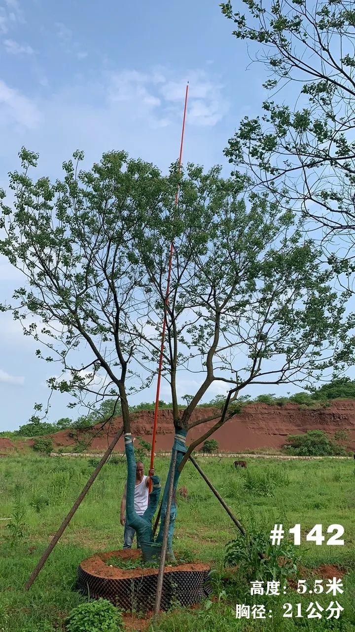 湖南衡阳 148 棵精品乌桕景观设计丨中国衡阳丨看见景观-166