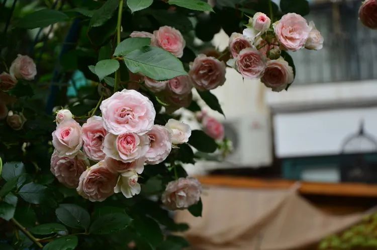 90后夫妻用4年时间，在魔都造了60平米花园，遛狗逗猫，好不惬意~-74