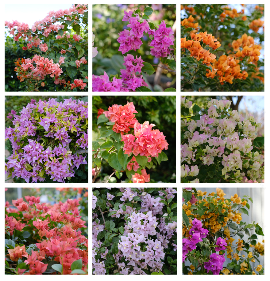 广州·鹏瑞1号景观花园营造丨中国广州丨广亩景观-103