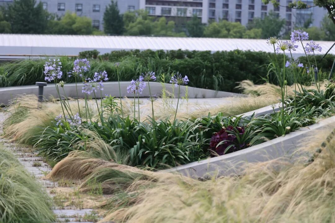 ASLA获奖作品 连接过去和未来的城市绿洲——嘉兴火车站景丨中国嘉兴丨致舍景观-95