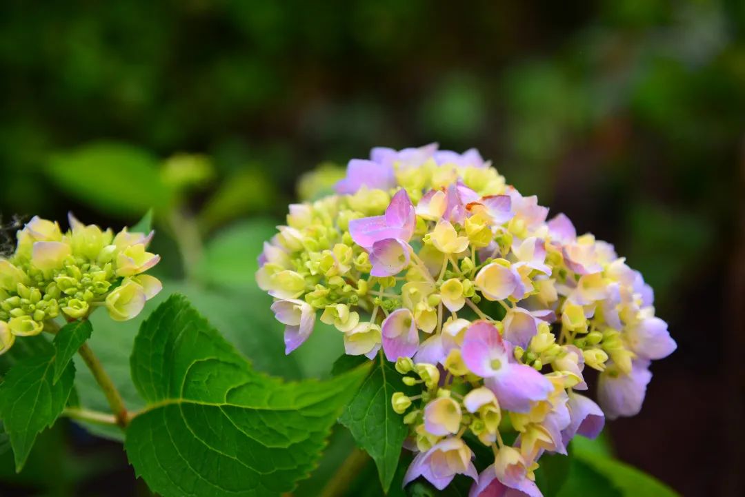 夏日花园养护攻略，打造梦想花园-34