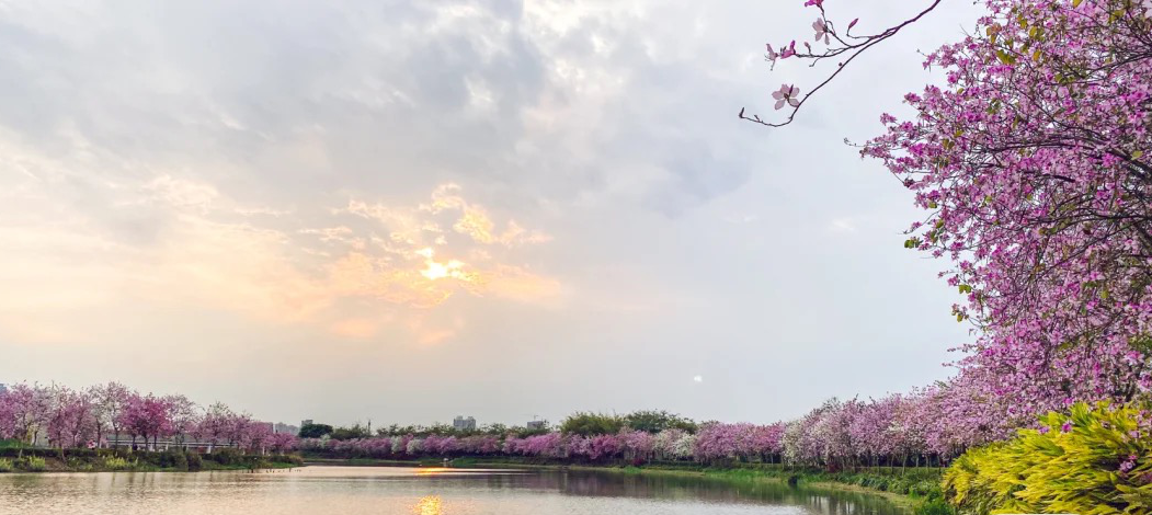 花漾广州 · 四季繁花的花城时空丨中国广州丨GZPI景观与旅游规划设计所-19