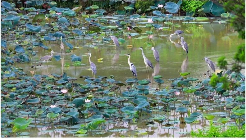 海珠湿地生物多样性保护修复工程丨中国广州丨广州市城市规划勘测设计研究院-45