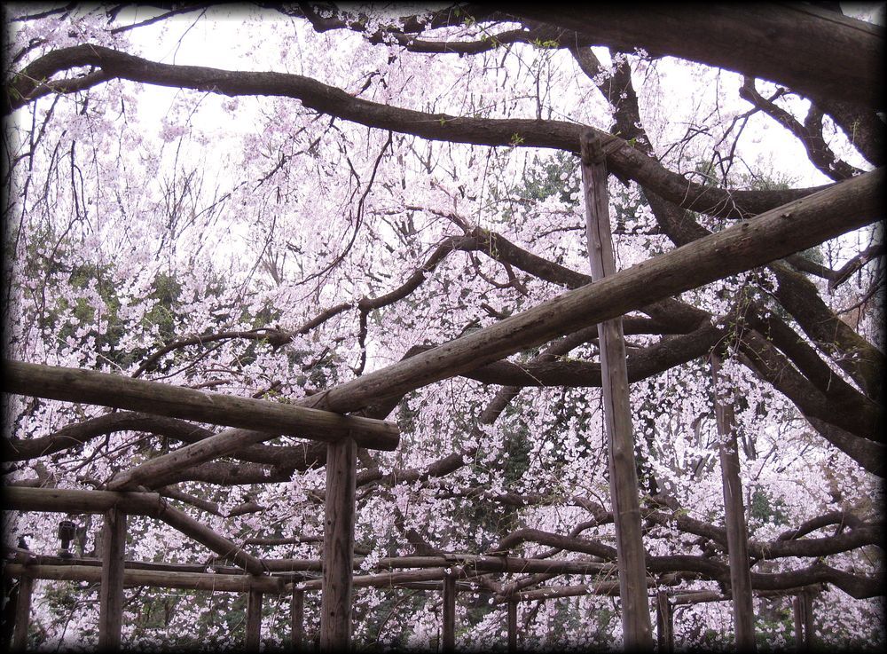 六义园丨日本京都-38