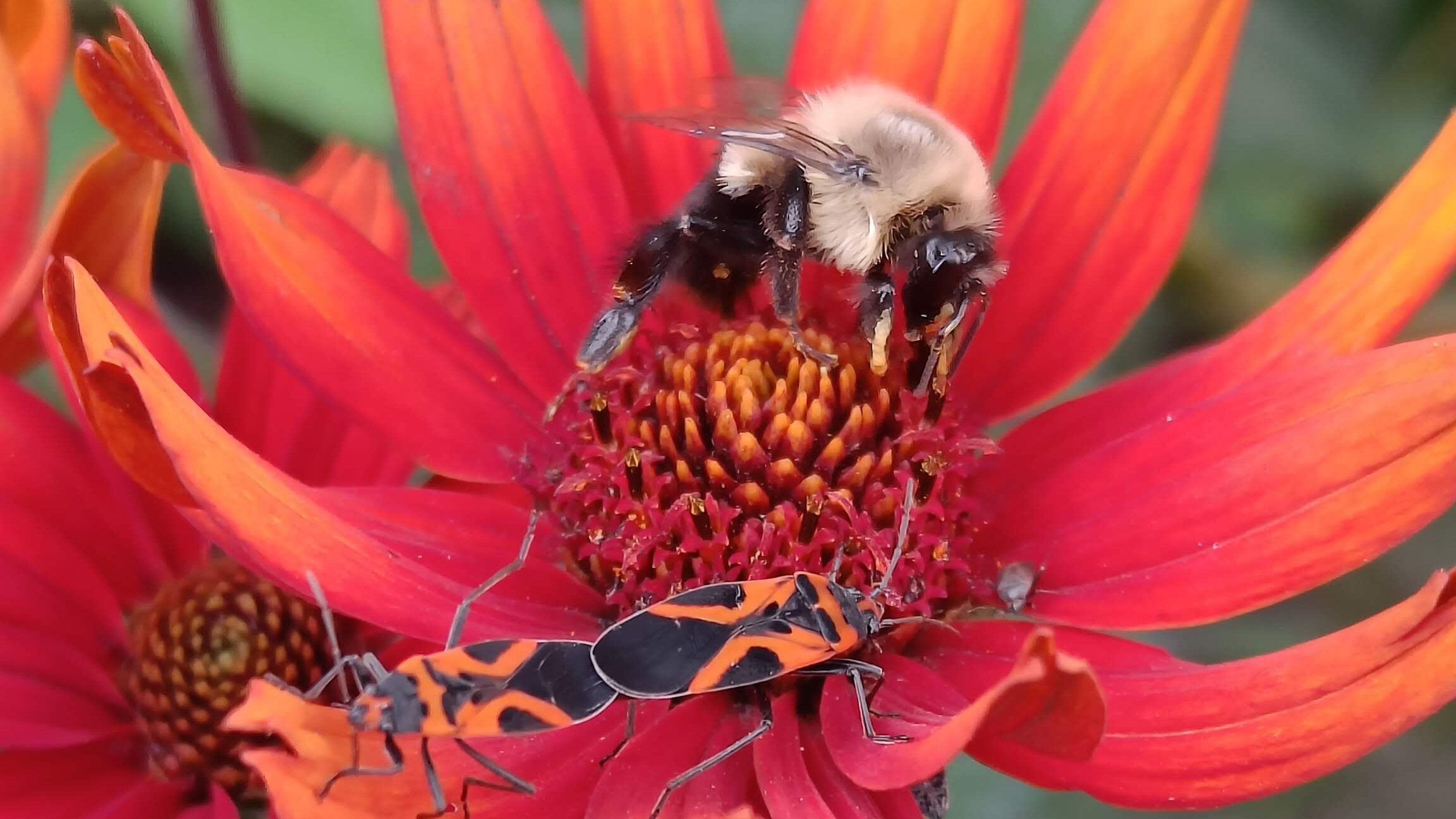 宝利大自然——城市生态系统

注：POLINATURE可能是一个品牌名或特定名称，这里音译为宝利大自然，如果它有特定规范译法，请结合实际情况调整 丨美国丨未明确提及主导设计方-14