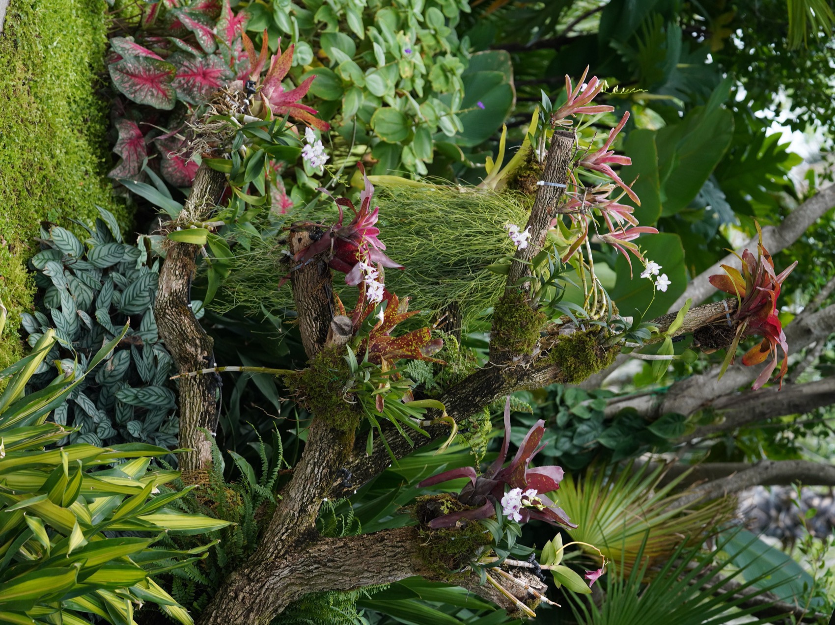 三亚海棠河生态公园阔叶浅溪段的花境生态营造丨中国三亚丨LOLA景观建筑设计事务所-139