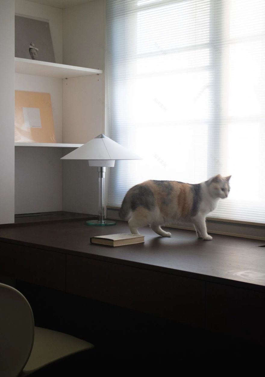 这家有猫丨中国汕头丨OC studio-33