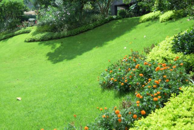 绿化设计中的地被放线手法与植物配置-143