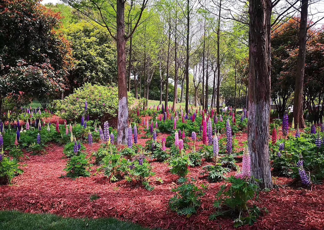 庭院花境中的土壤覆盖物设计与应用-1