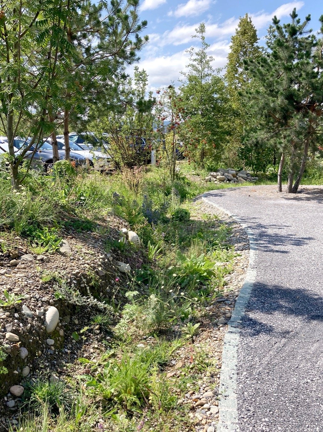 瑞士 DSM 创新校园-10