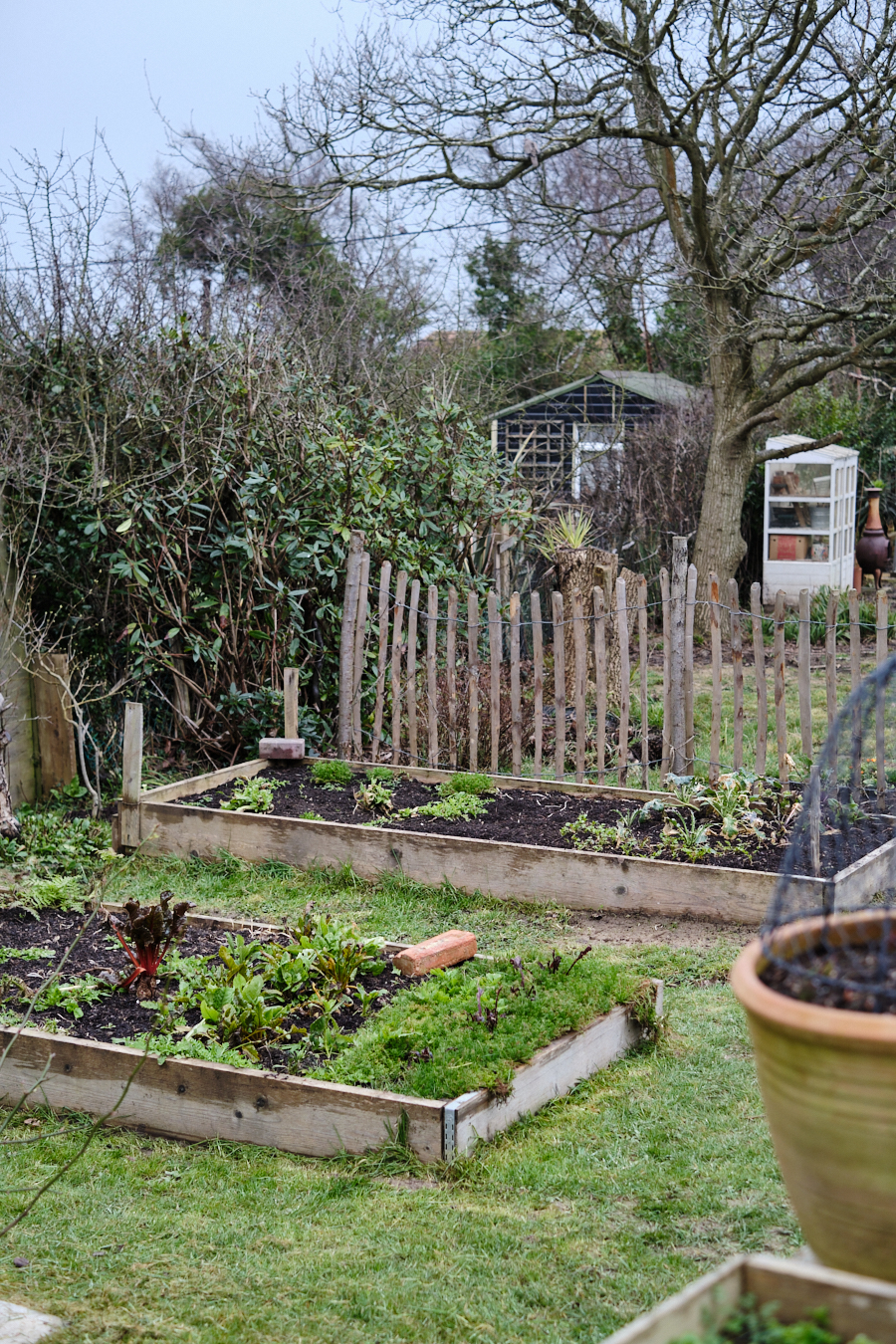 Creating a cottage garden - Lobster and Swan-4