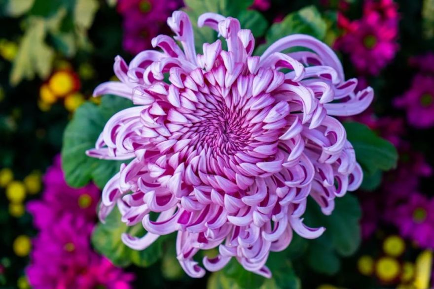 第十三届中国菊花展-138