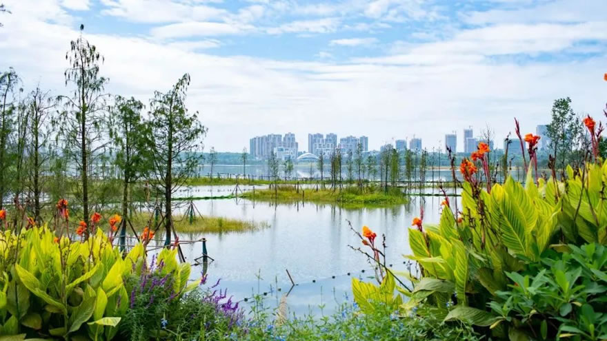 成都兴隆湖水下生态重建丨中国成都丨中建西南院景观设计院-32
