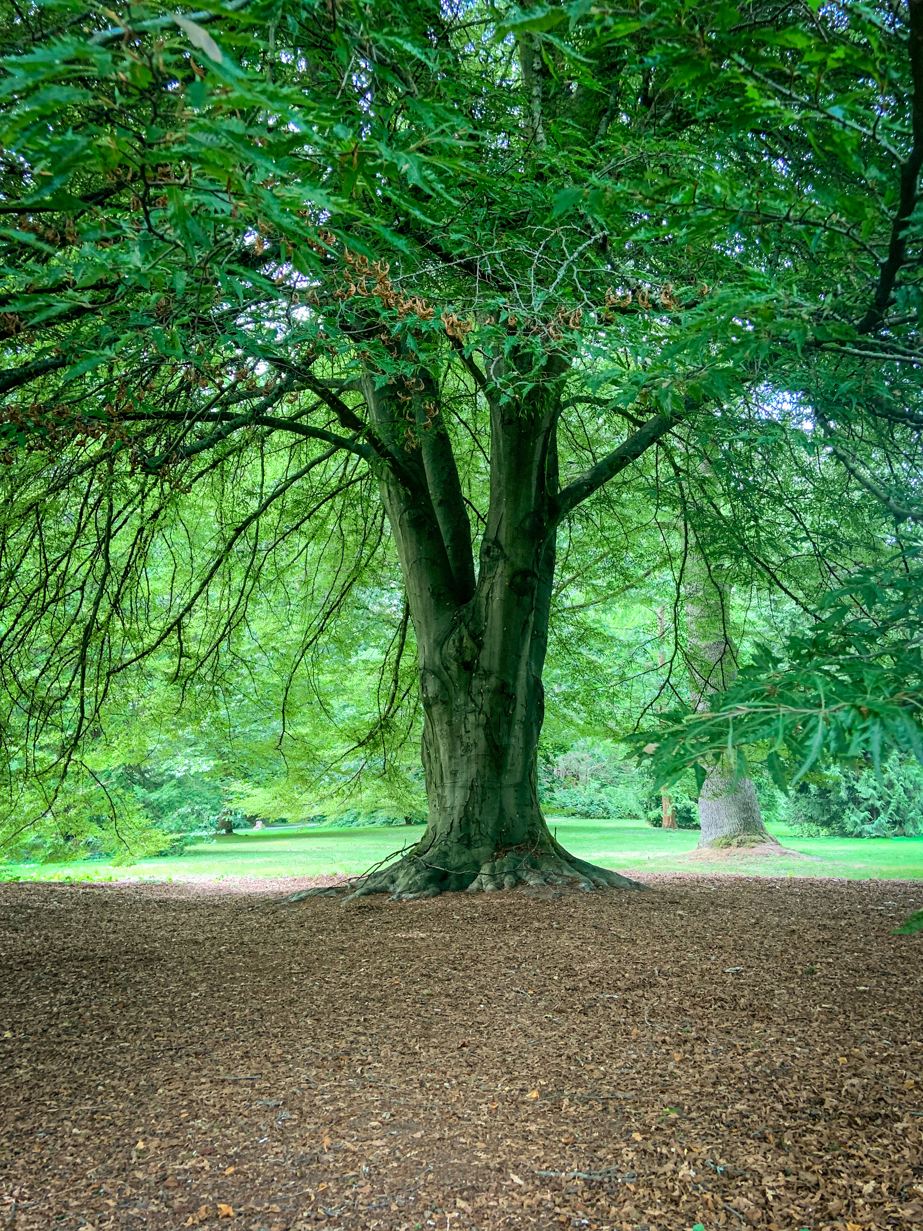 Whispers of Wood-2
