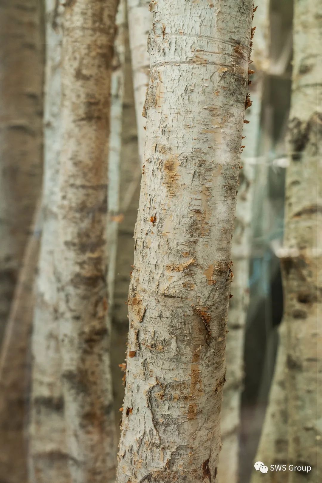 SWS 作品 | 虚实相生 万象天境：北京绿城和锦诚园售楼处-118