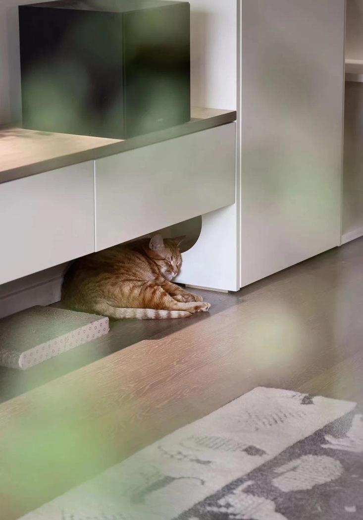 喵星人的温馨家园丨中国重庆丨不详-56