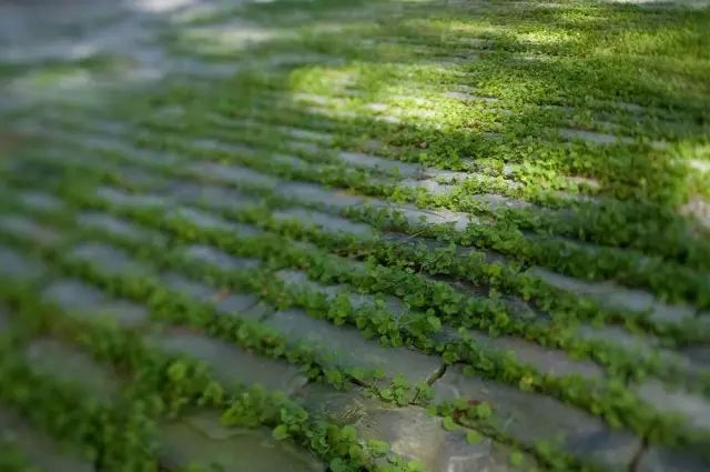 创意铺装设计,草坪与硬质材料的美妙融合-53