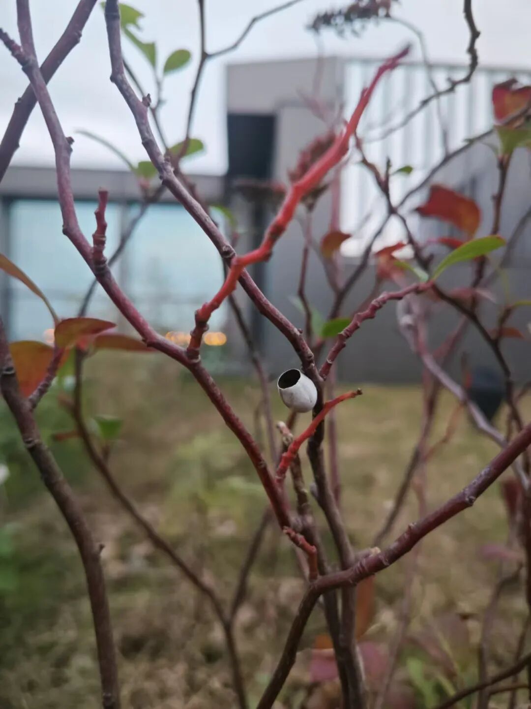 张唐探索|孤芳自赏的勇气——有.园张唐景观屋顶花园一年更新-82