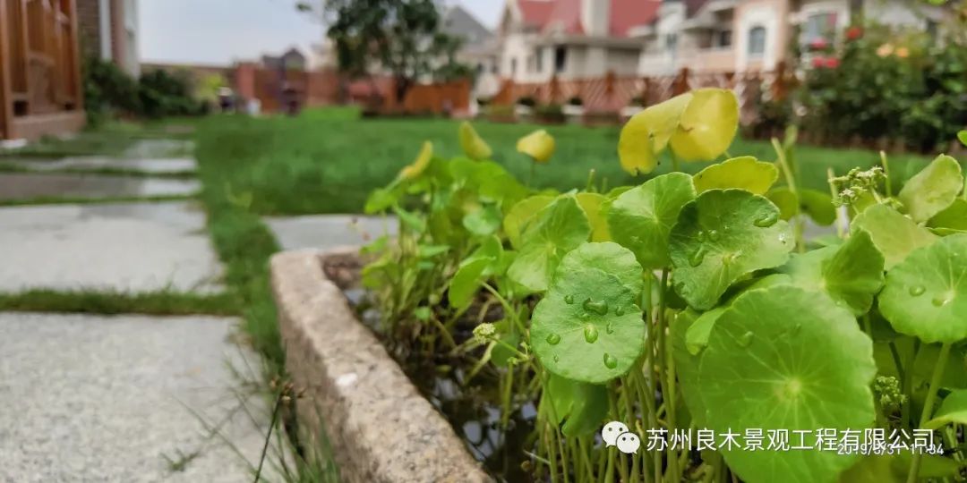 昆山泰泓花园-- 宁静的家中绿洲-22