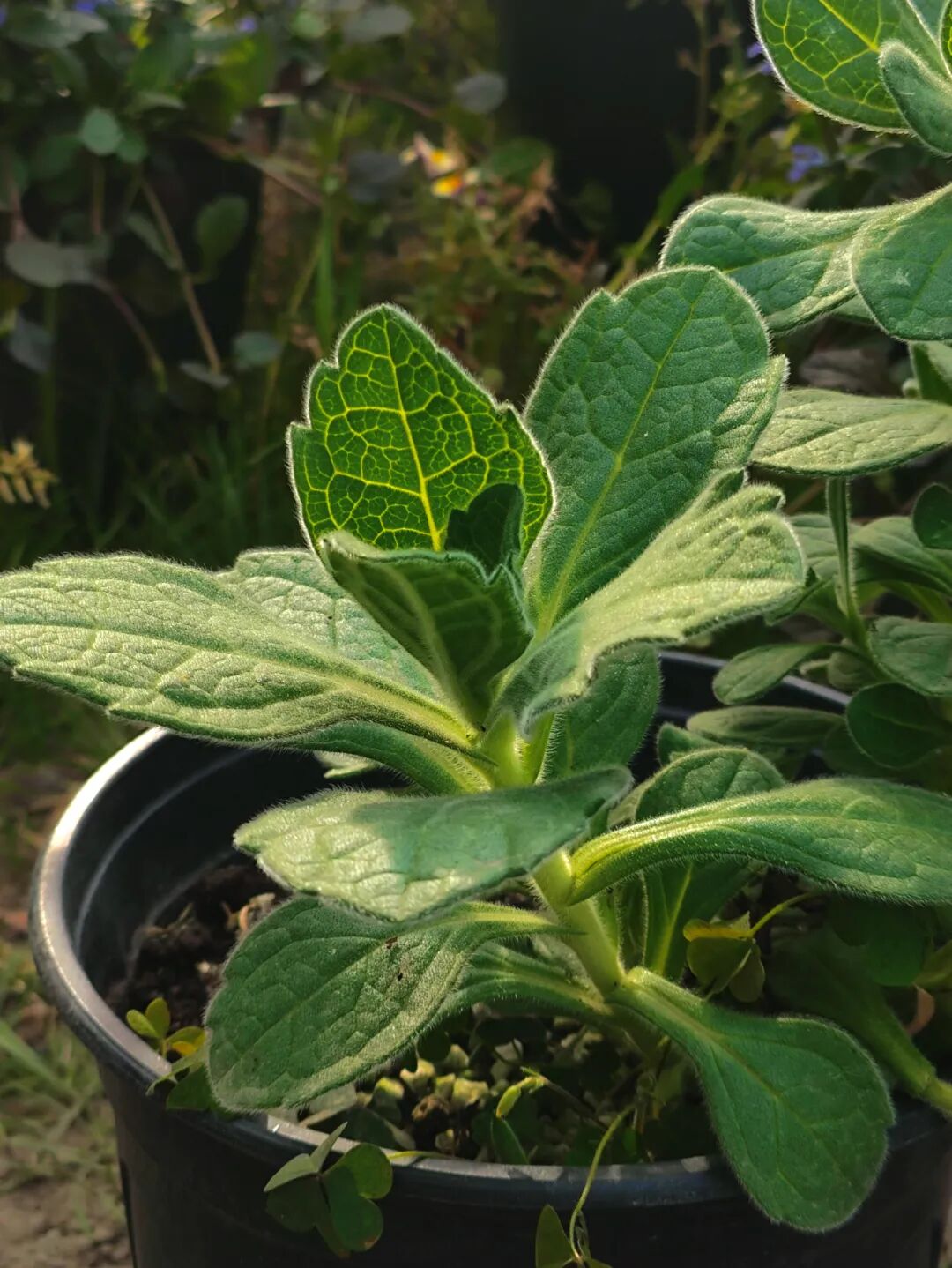 张唐探索|孤芳自赏的勇气——有.园张唐景观屋顶花园一年更新-158