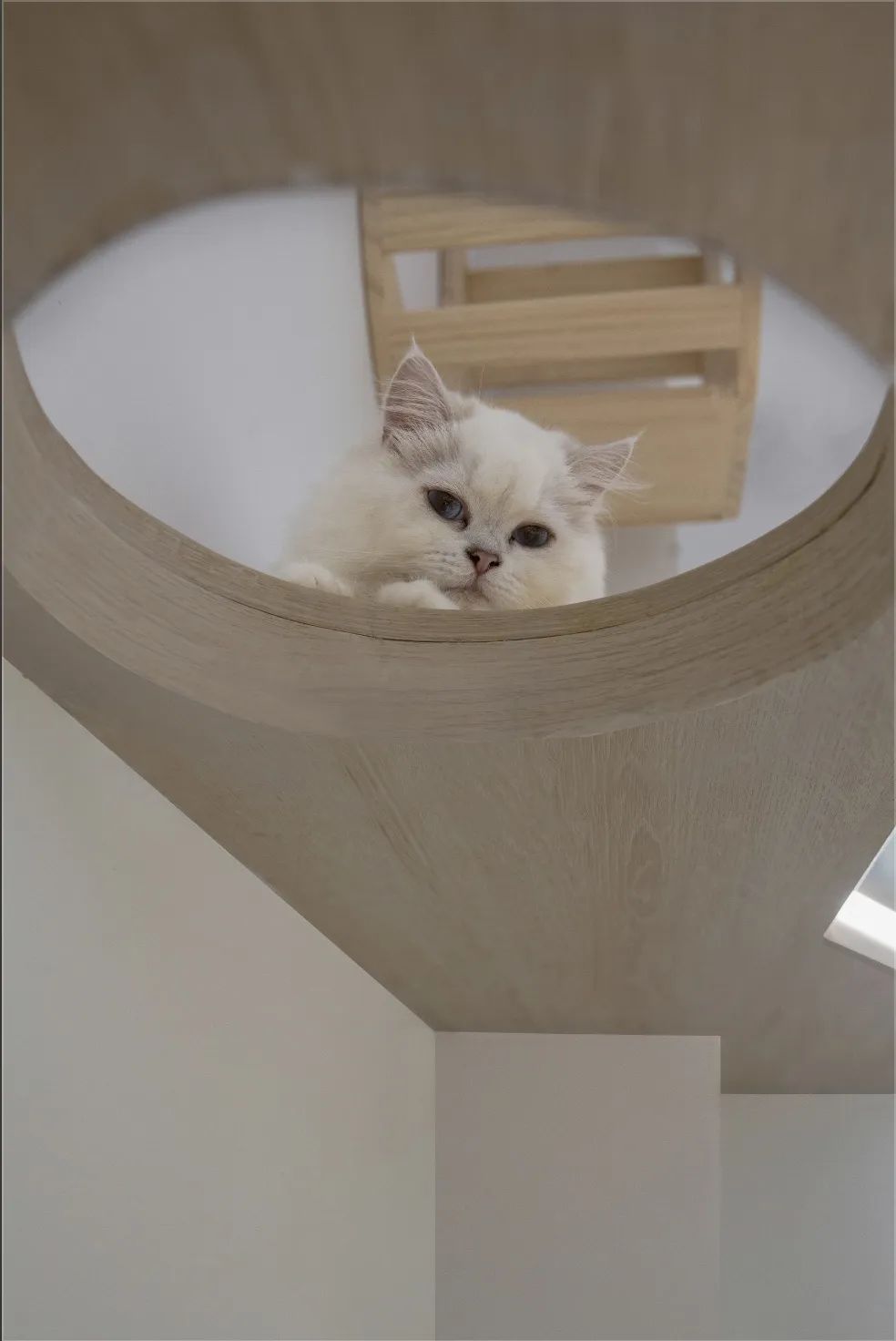 二间半设计|| 三蘇·PET LIFE 宠物店 | 太空舱展示与流浪猫关怀-36