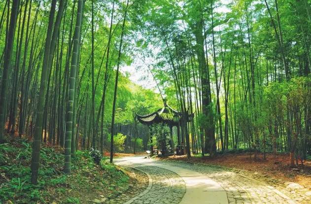 避暑｜就去杭州山中过“小森林”里的生活-73