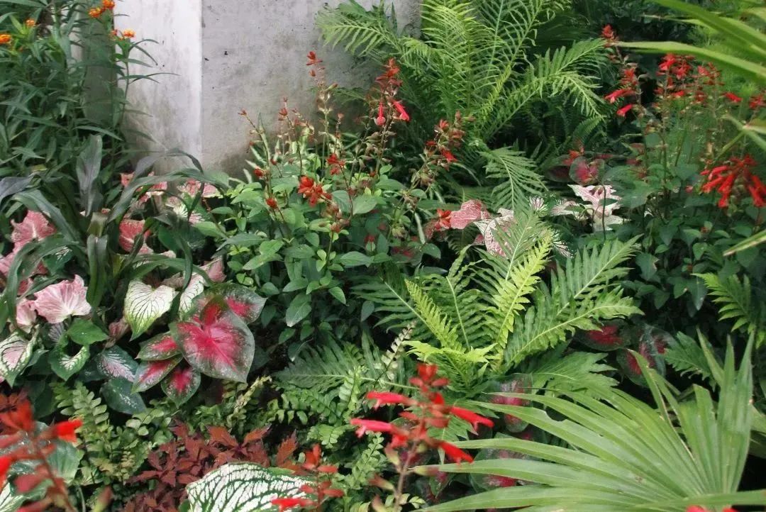 仲夏夜之梦 · 莎士比亚灵感的花园设计丨中国深圳丨Sarah Eberle(英国)-59