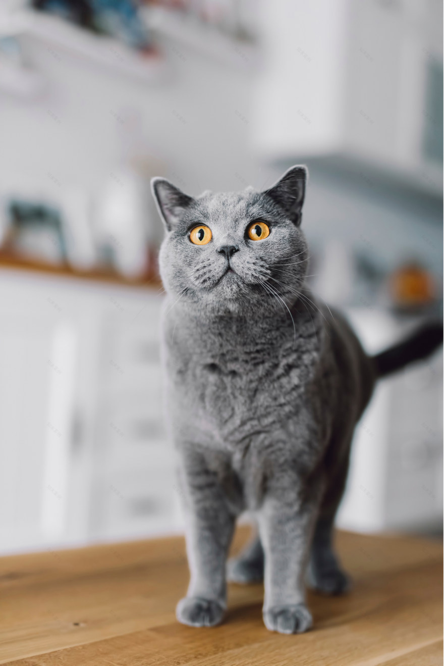 ZOORIK宠物护理产品设计丨GRIGOREVA OLESYA-12