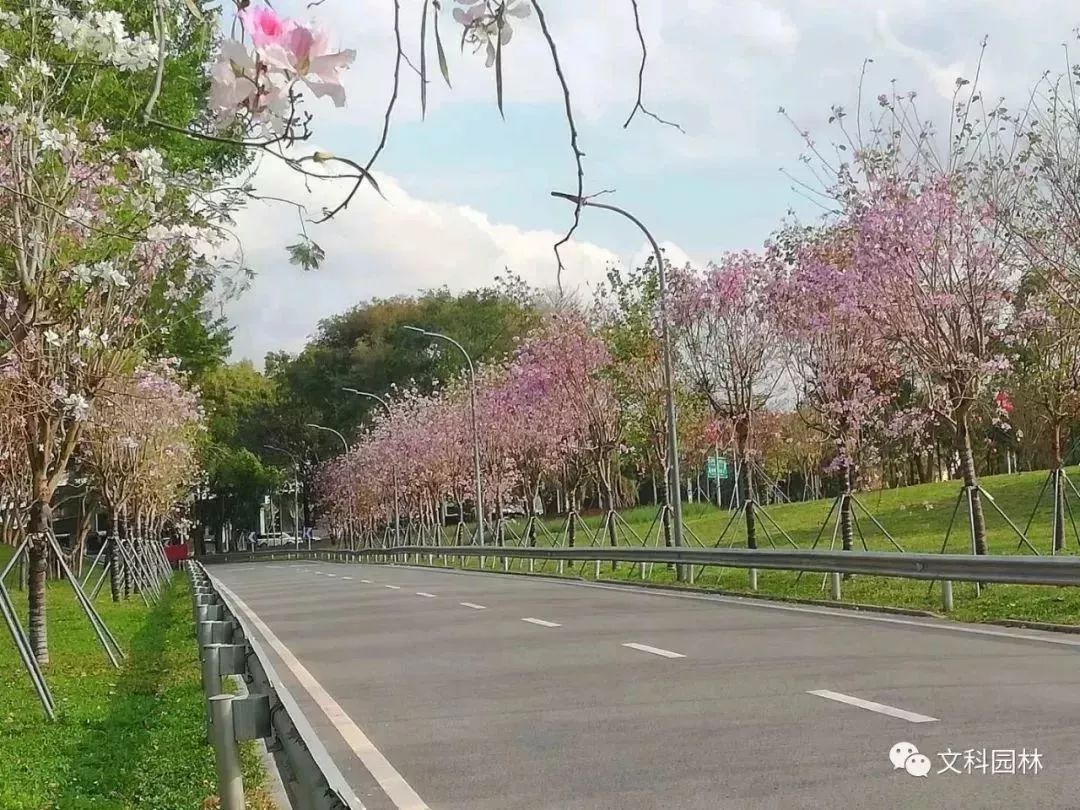 深圳花城建设 | 广深高速福田、皇岗出入口景观改造提升-62