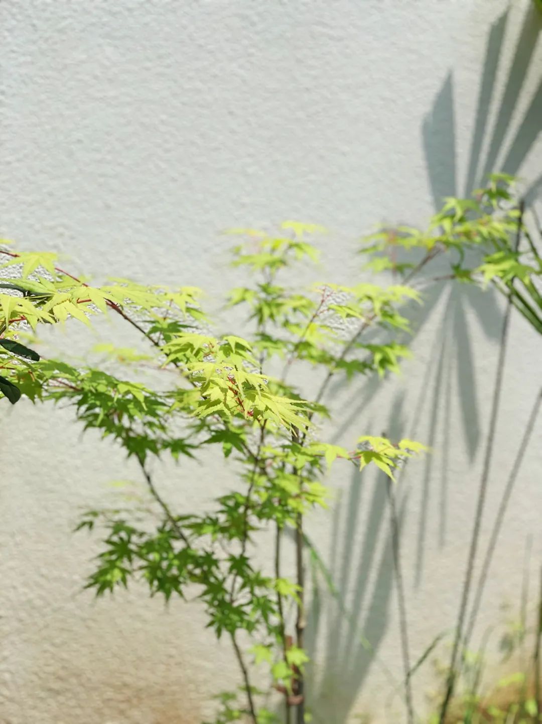 一个没有花的花园，全是绿植的高颜值花园改造，太美了-39