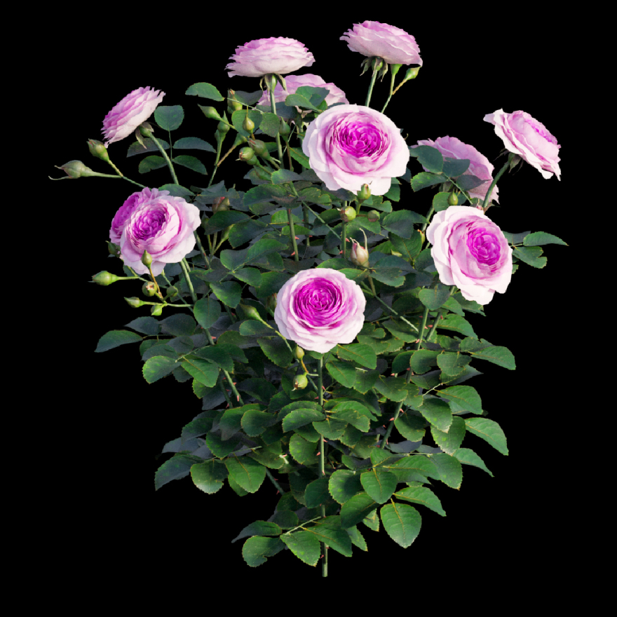 瑞典女王玫瑰-9