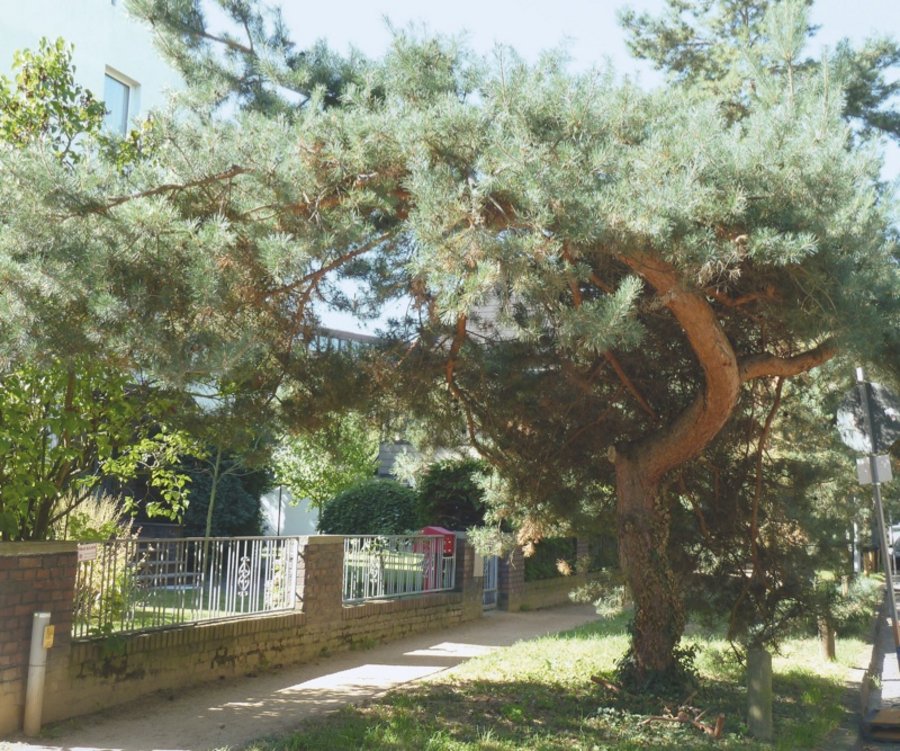 Schepp Allee（舍普林荫道）丨德国达姆施塔特-20