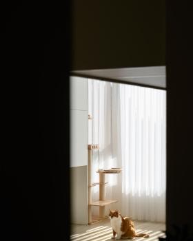 一人两猫的温暖栖居