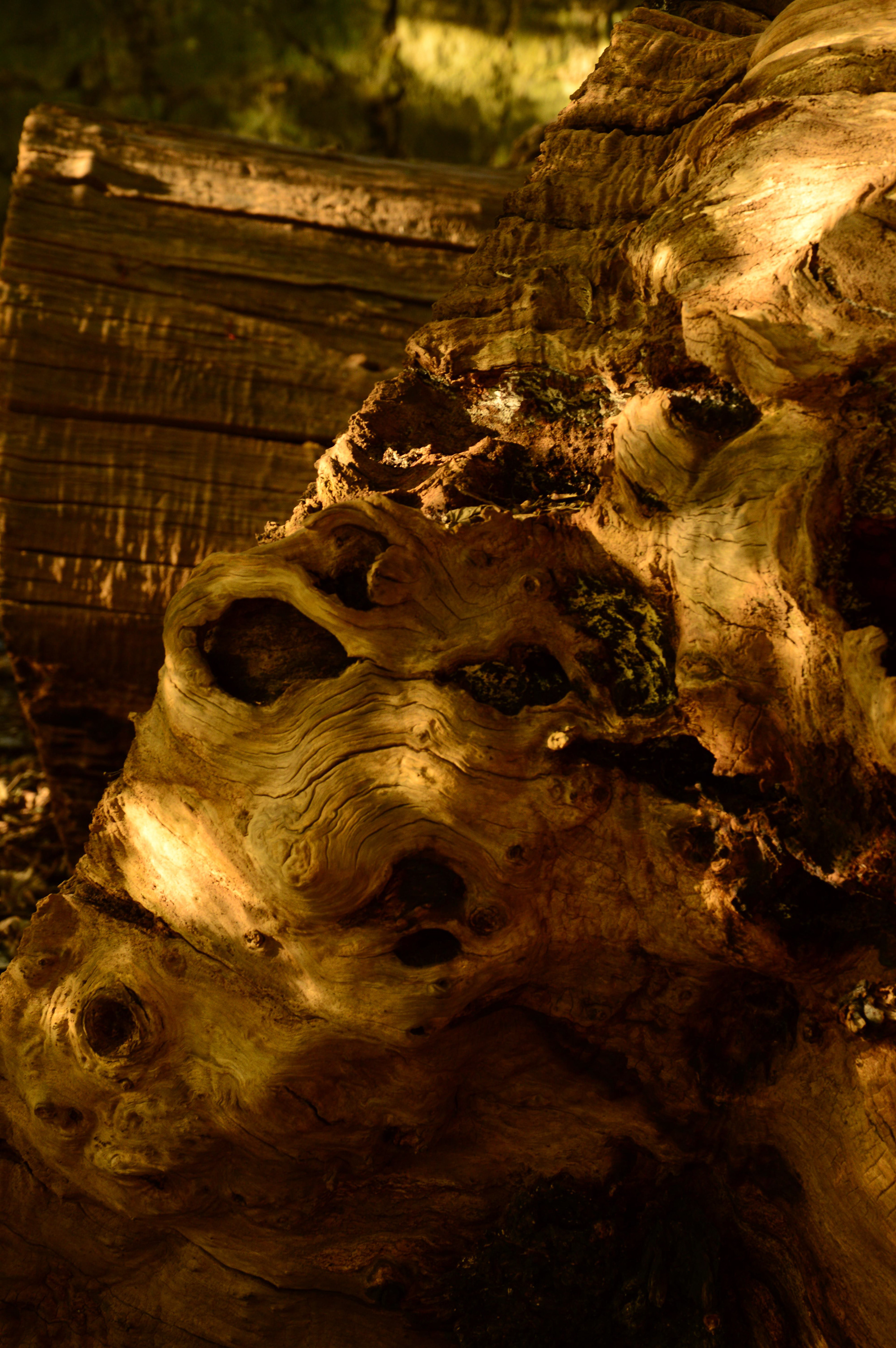 世界上的树木丨Sylvie D.-79