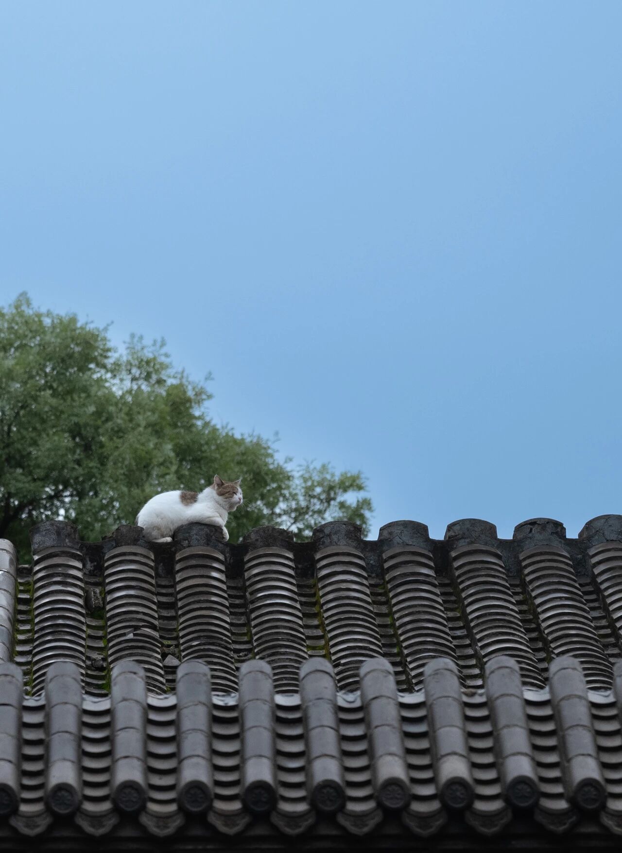 不一样的四合院丨中国北京丨超级符号设计事务所-7