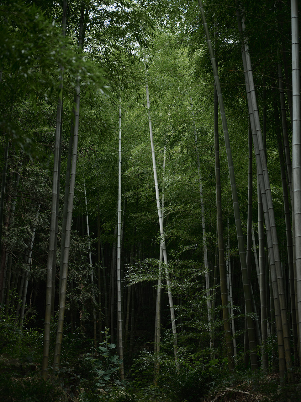 善侒SHANAN·深溪丨中国浙江丨泛域设计Fununit Design-264