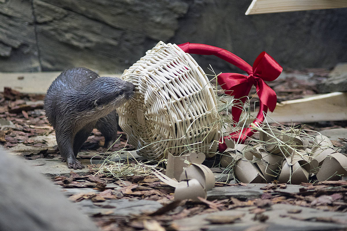 莫斯科水族馆水獭和海豹围栏及展区更新丨俄罗斯莫斯科-39