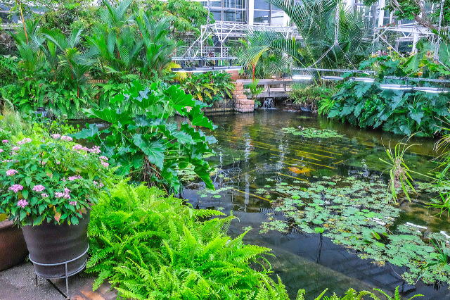 热带梦幻中心（海洋博公园内）丨日本冲绳-48