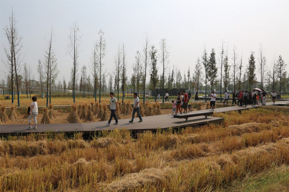 城头山遗址外围景观再现-16