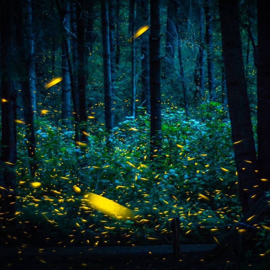 墨西哥禅意民宿“萤火虫圣地”-0