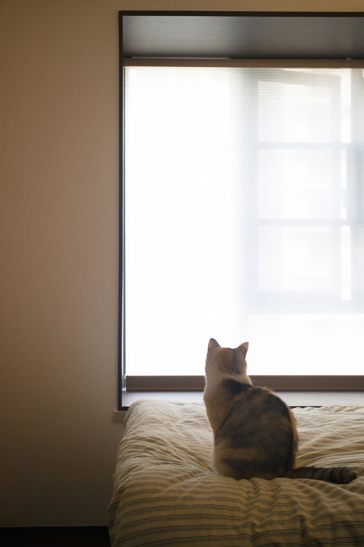 这家有猫丨中国汕头丨OC studio-49