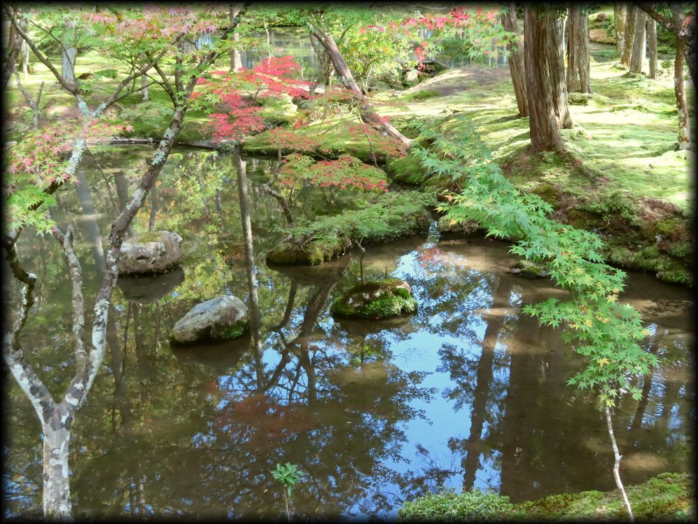 苔寺（西芳寺）的苔庭（黄金池,金刚池）丨日本京都丨梦窗疎石-43