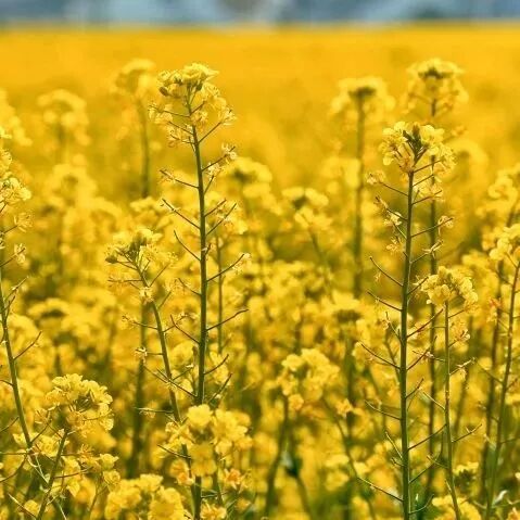 境作|恋“练”春光，“宝藏”踏青地：青浦徐练村，有多好逛？-83