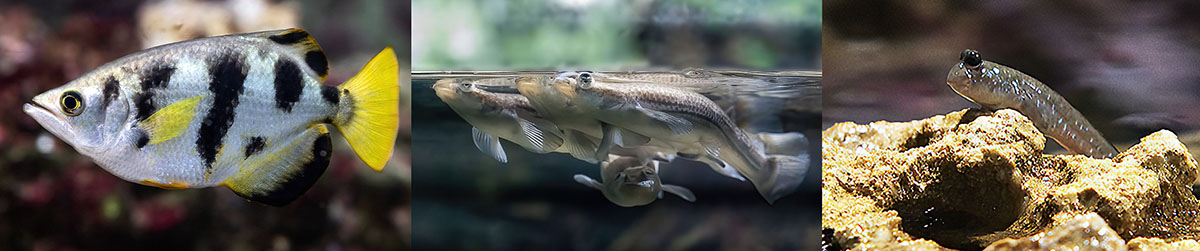 “Литораль”（“海岸带”）水族箱水陆箱丨俄罗斯丨Аква Лого Инжиниринг-12