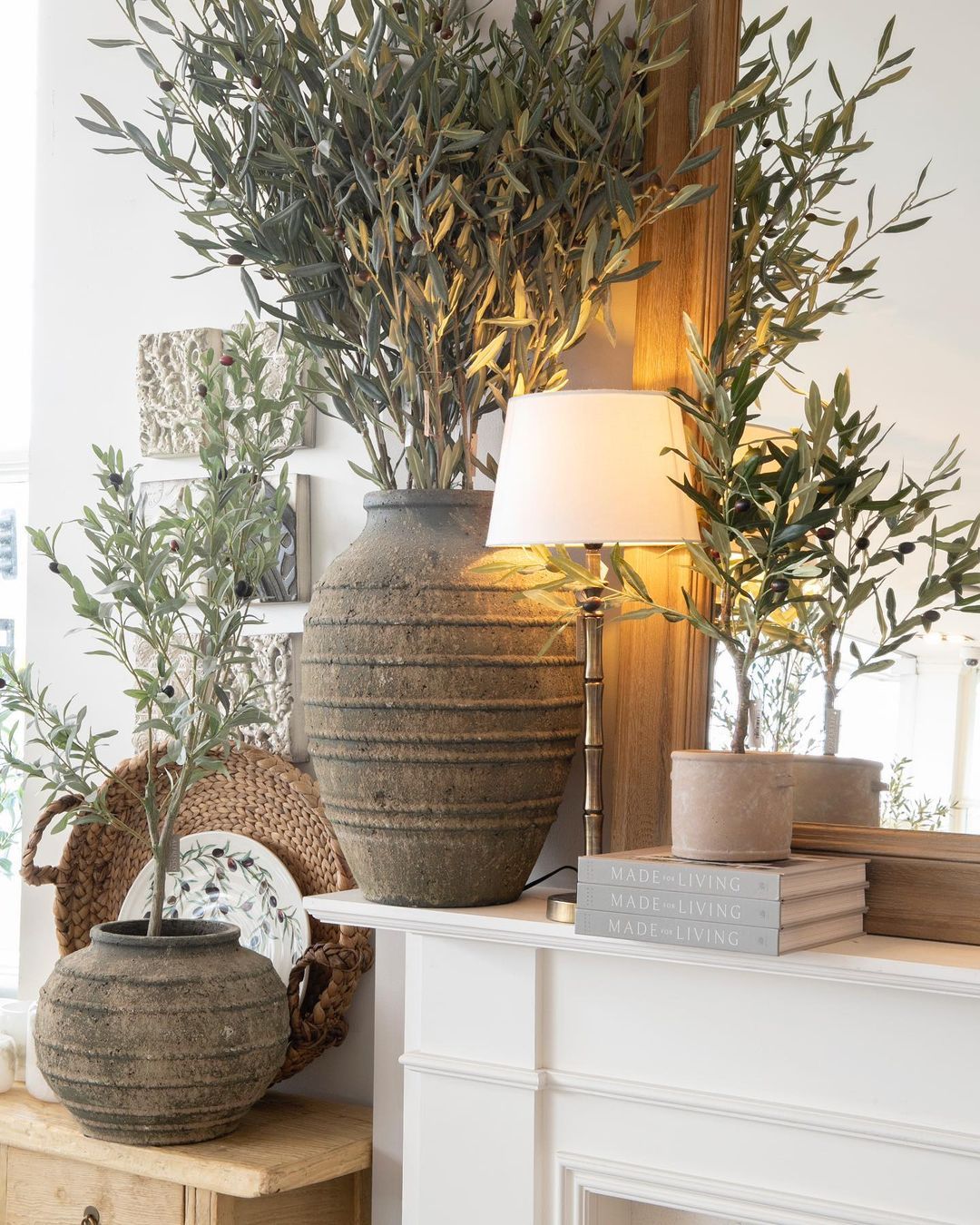 Indoor Olive Tree: Can You Successfully Grow One of Your Own?-2